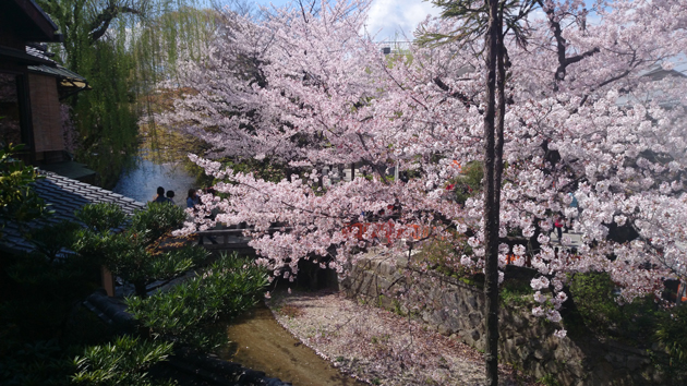 ２０１４年春　ジャーブネット主催のお花見