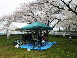 田原建設　２０１５年春　お花見