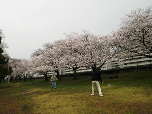 田原建設　お花見