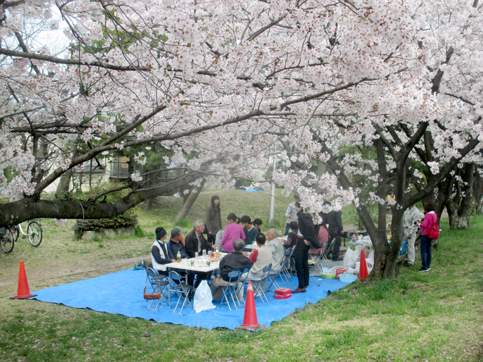 田原建設　２０１６年春　お花見